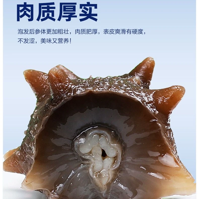 【即食水发海参】大连底播野生深海辽刺参送人送礼1斤鲜活开袋营养