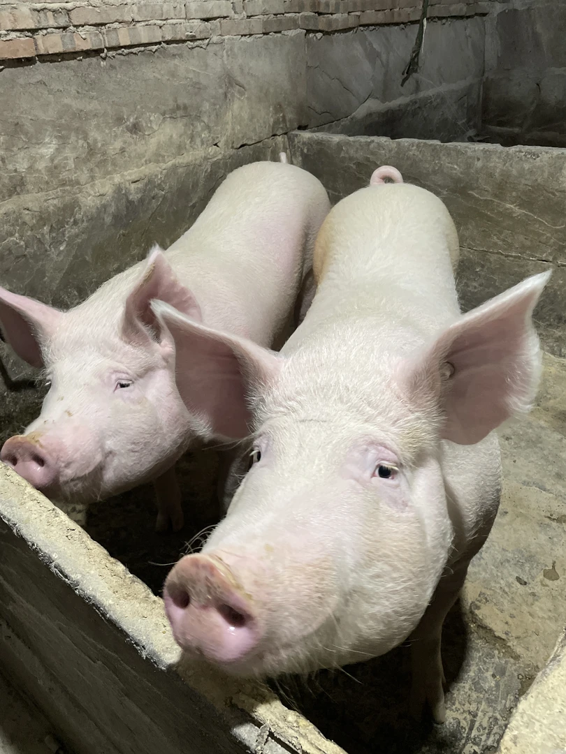【现场称重】四川朱哥土猪肉一单一称猪肉