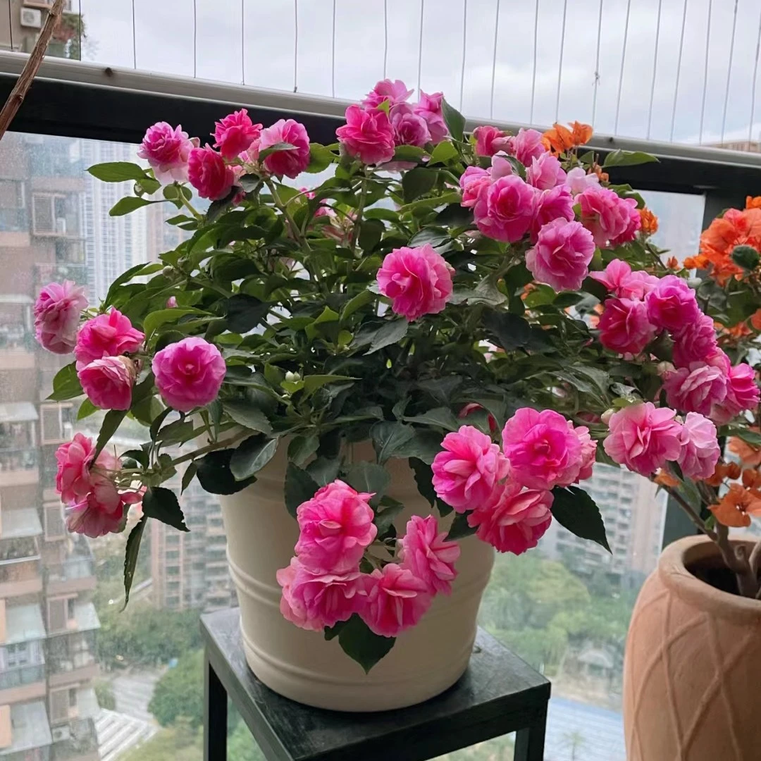 重瓣凤仙花盆栽耐热喜水好看好养阳台花期长