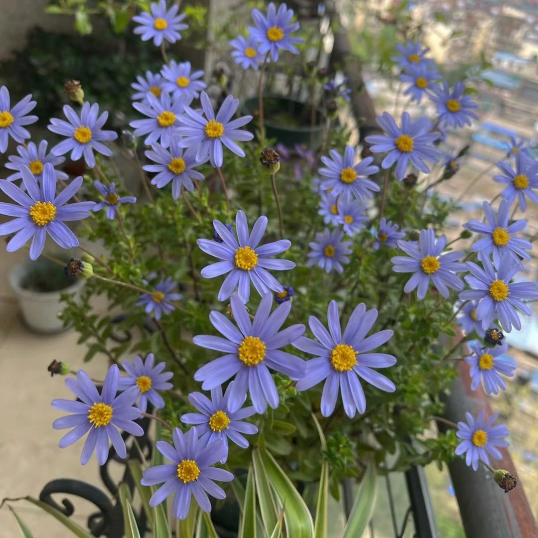 蓝色玛格丽特盆栽多年生四季开花阳台庭院花期长