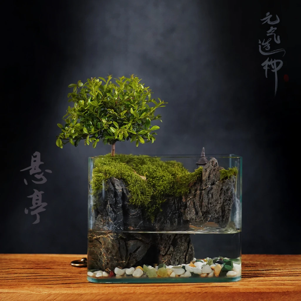 【绿植专属】悬亭—小叶赤楠国风纯手工制作真植物真石头微景观实拍