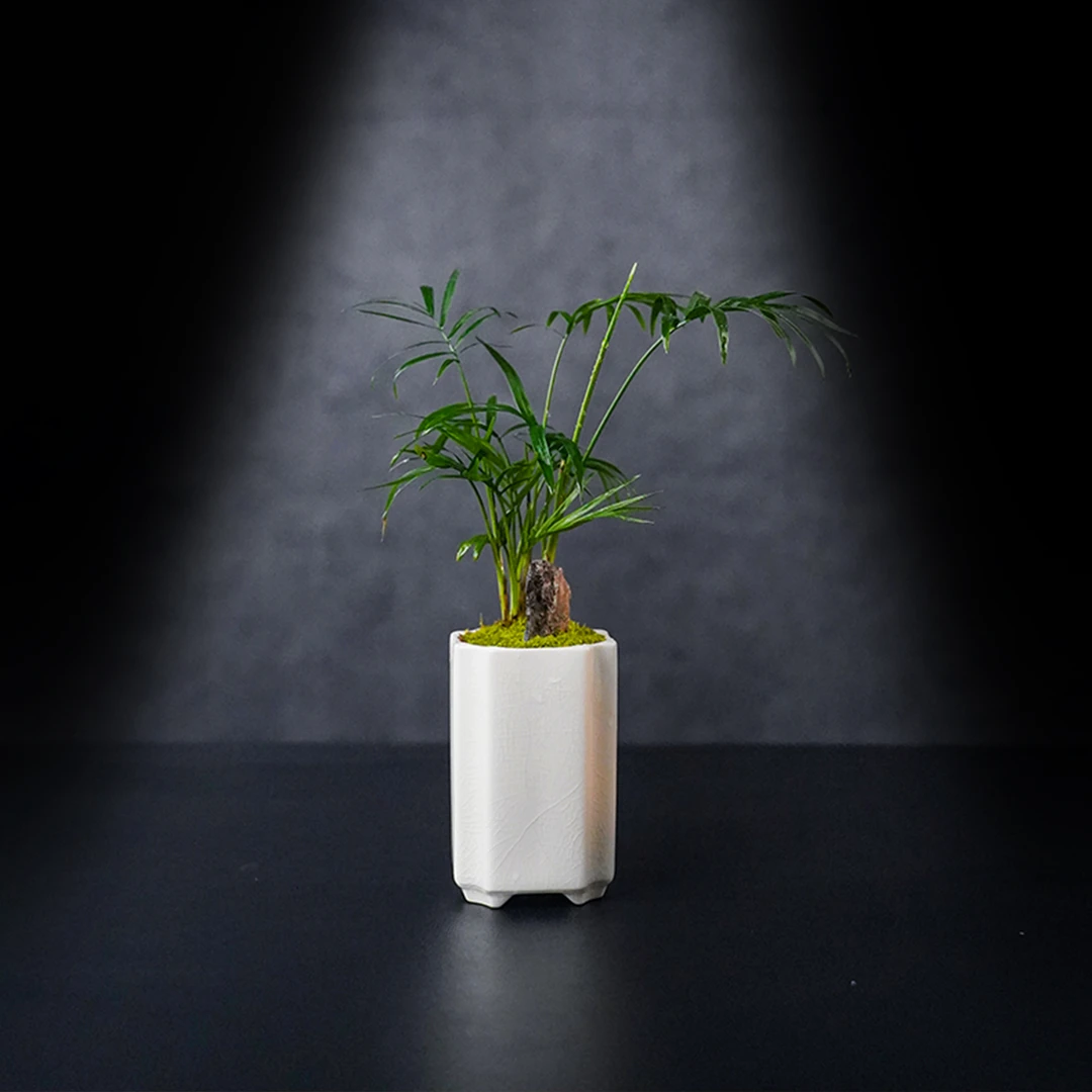 【叁七专属】清新—袖珍椰子绿植带盆成品桌面盆栽—缸体尺寸:6.5*10