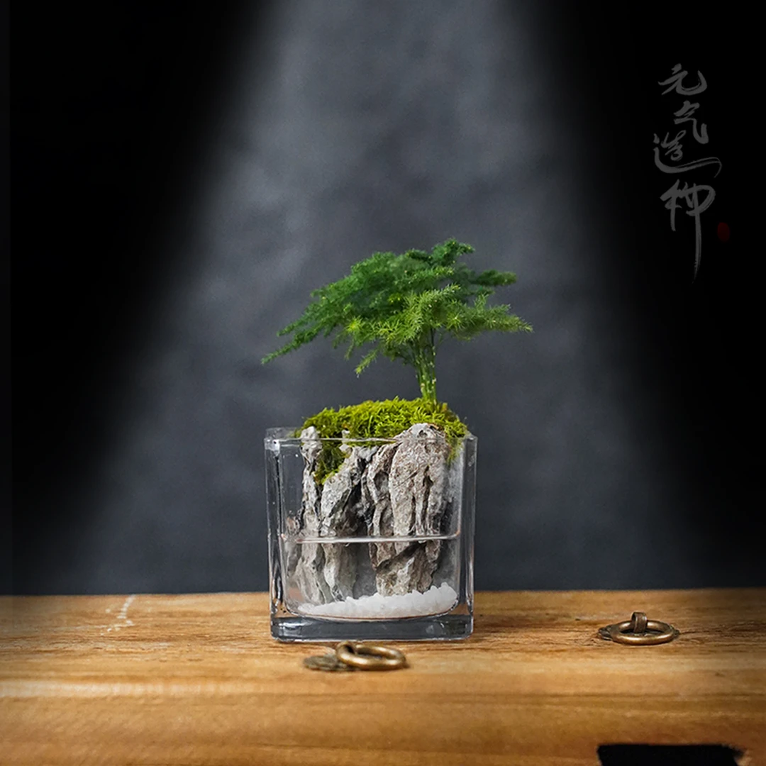【新品】竹—成品绿植文竹微景观创意造景-缸体8*8