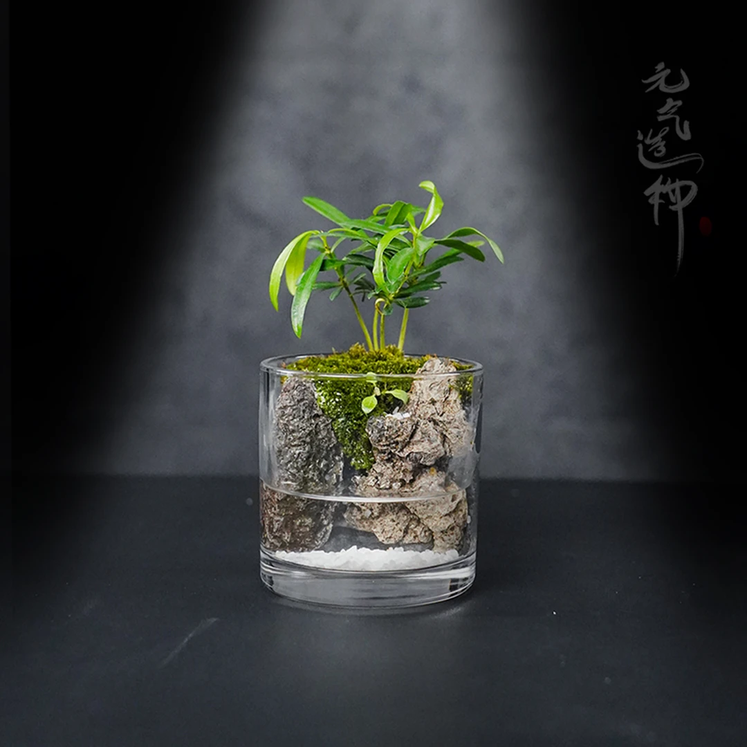 【叁七专属】楠亭-罗汉松创意绿植成品桌面小摆件10*10cm