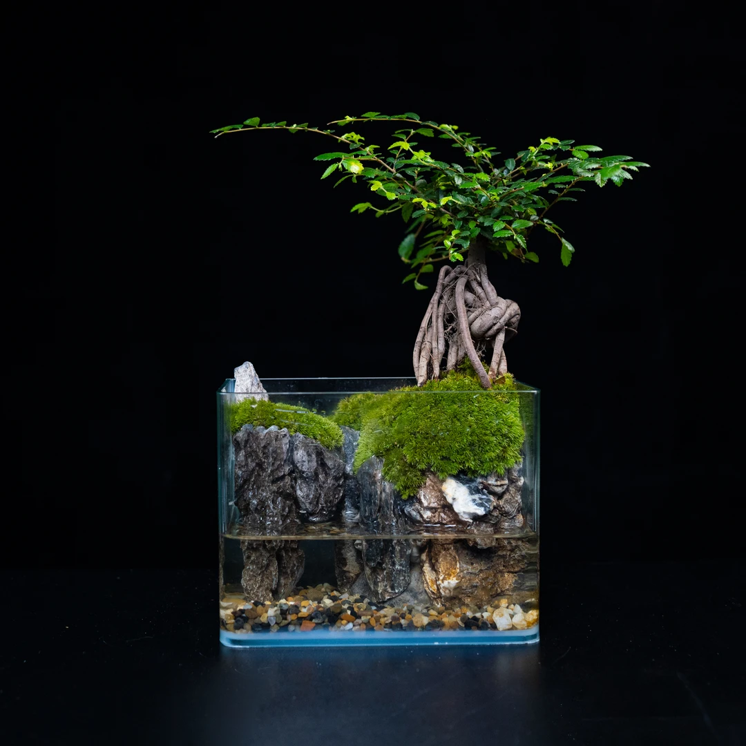 【柯创甄选】平乐—榆树成品桌面绿植景观尺寸18*12*14cm
