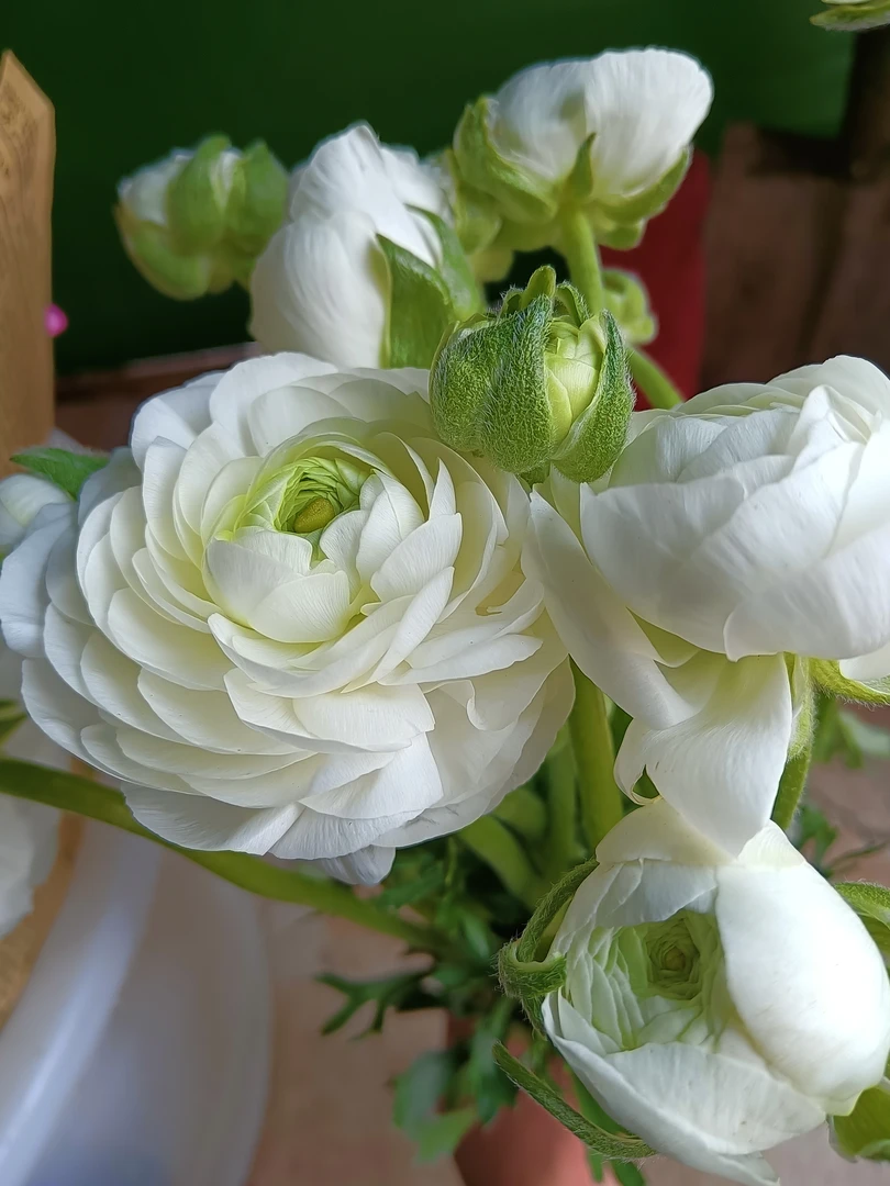 新鲜洋牡丹基地采摘物美价廉（鲜花运送20%不售后，请慎拍）