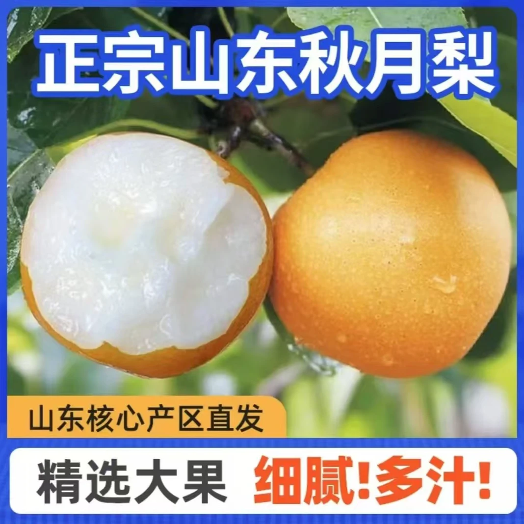 ［京东送货到家］山东原产秋月梨9斤装大礼盒自家种植果园新鲜直售