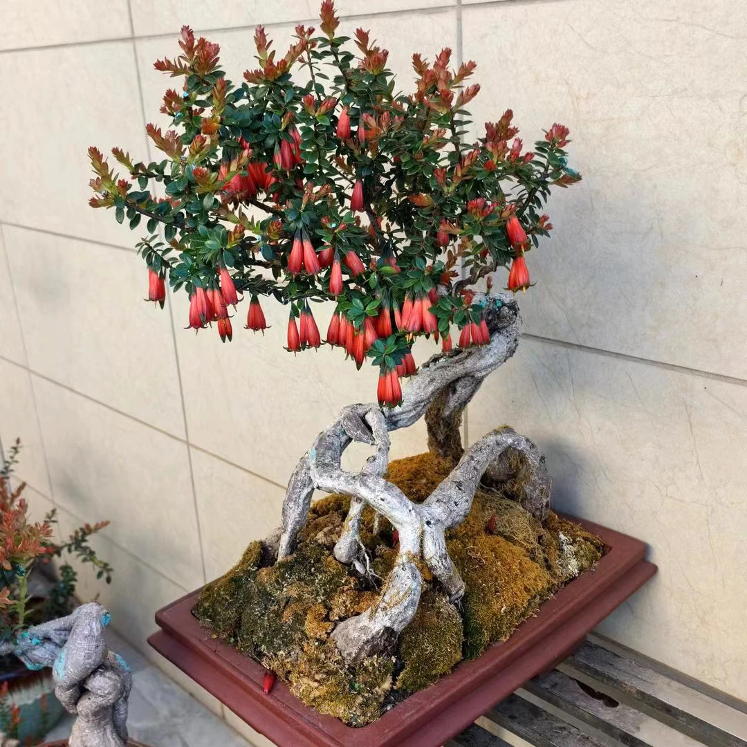 五翅莓，开花结果四季常青