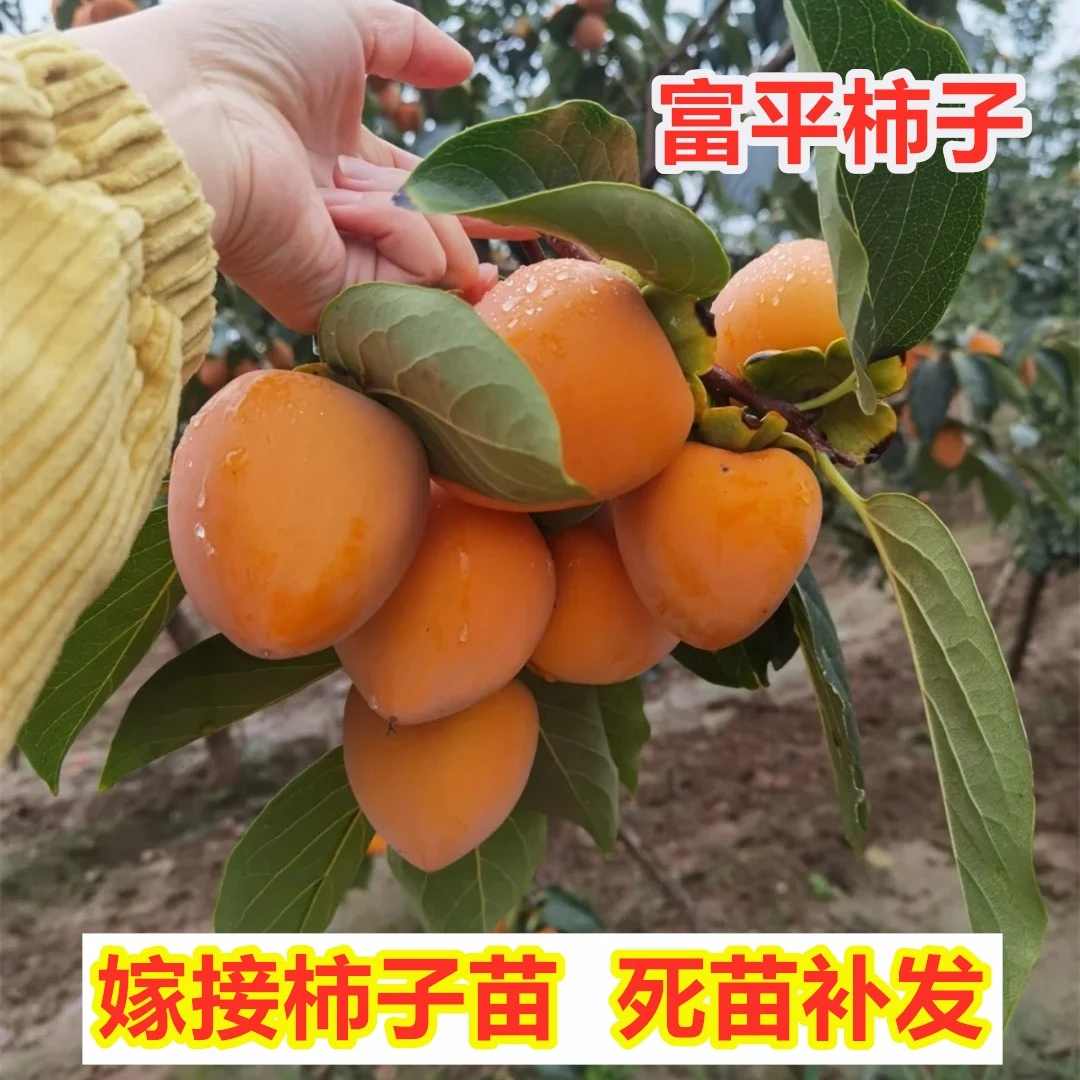 富平否柯诺是尖柿子树苗嫁接特大软苗南北方种植果盆地栽当年结果