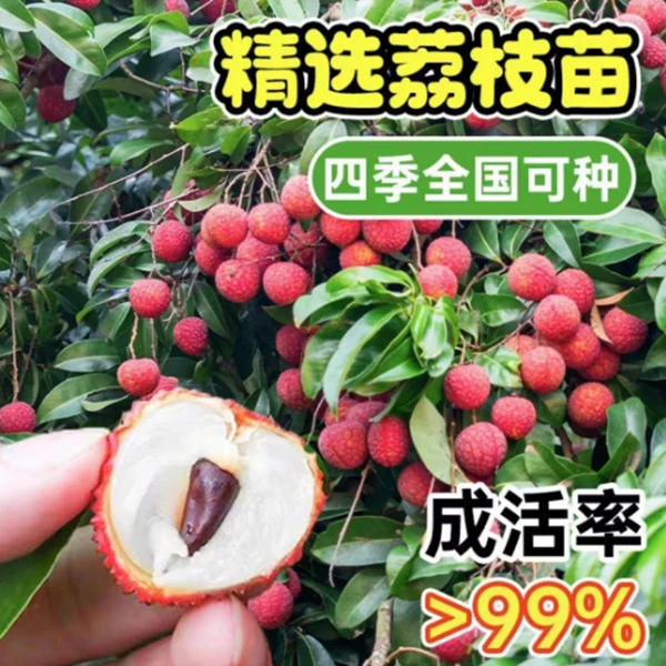 荔枝树苖无核桂味果树妃子笑水果树苗糯米糍果苗大苗庭院南方种植
