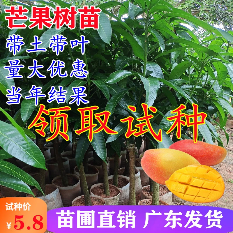 芒果树苗嫁接芒果苗南方北方种植澳芒四季芒红象牙金煌芒当年结果