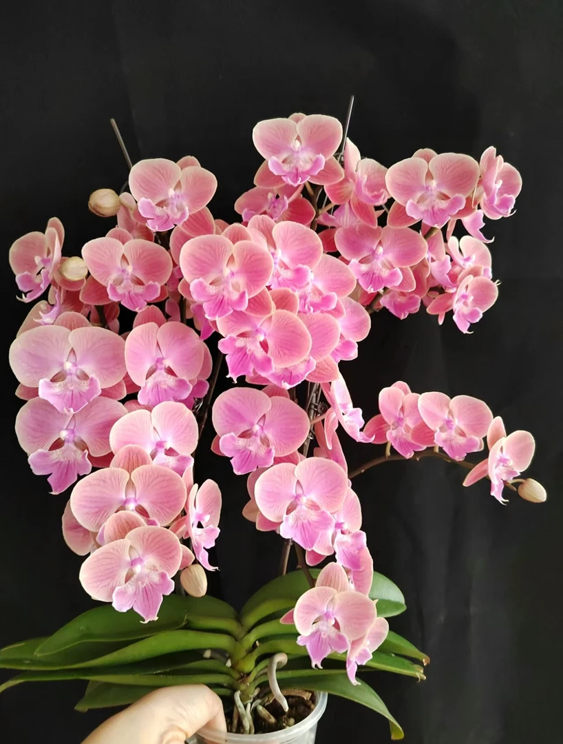 【唯美】花苞株 蝴蝶兰  3.5寸杯  双花剑发货