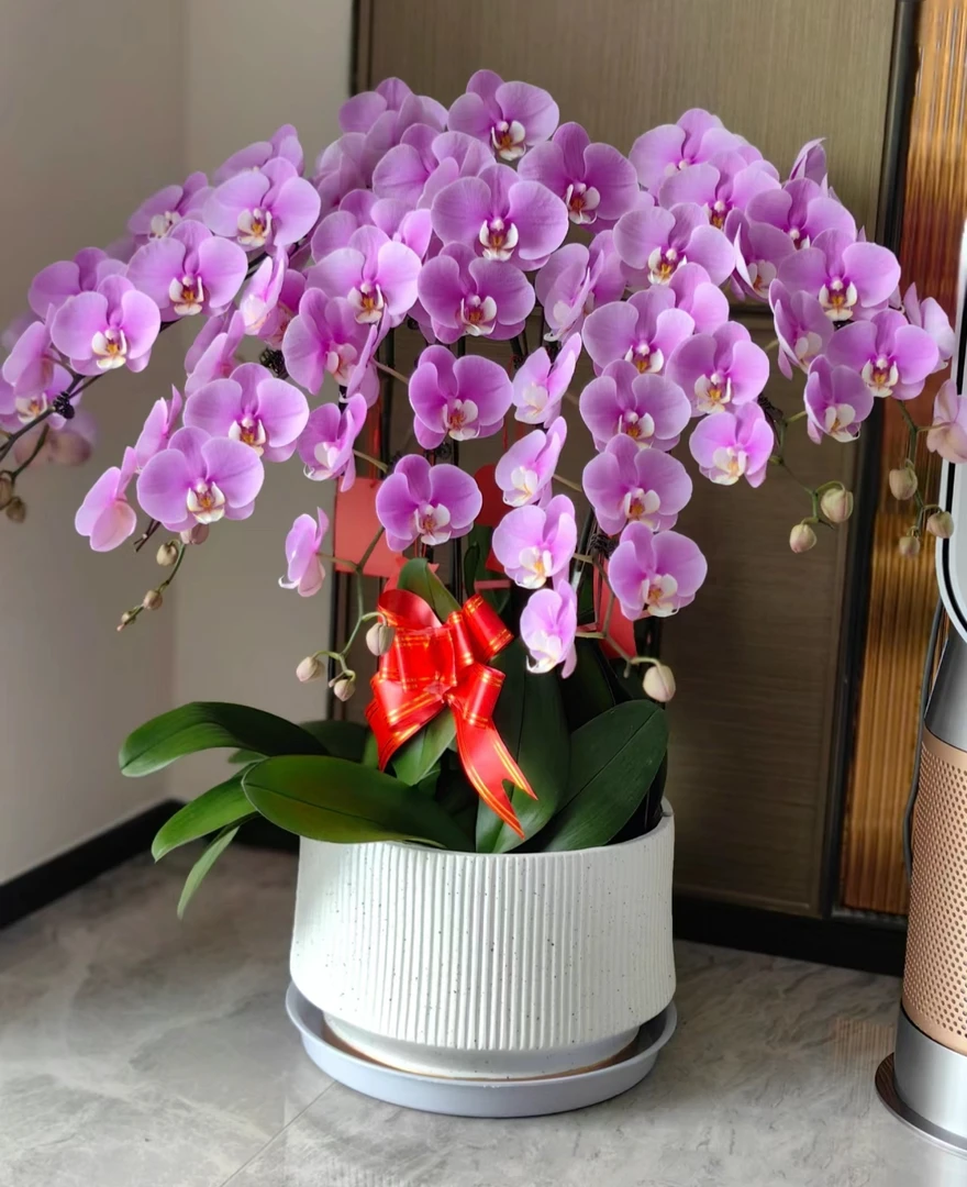 【安娜】出花剑苗 蝴蝶兰  3.5寸杯