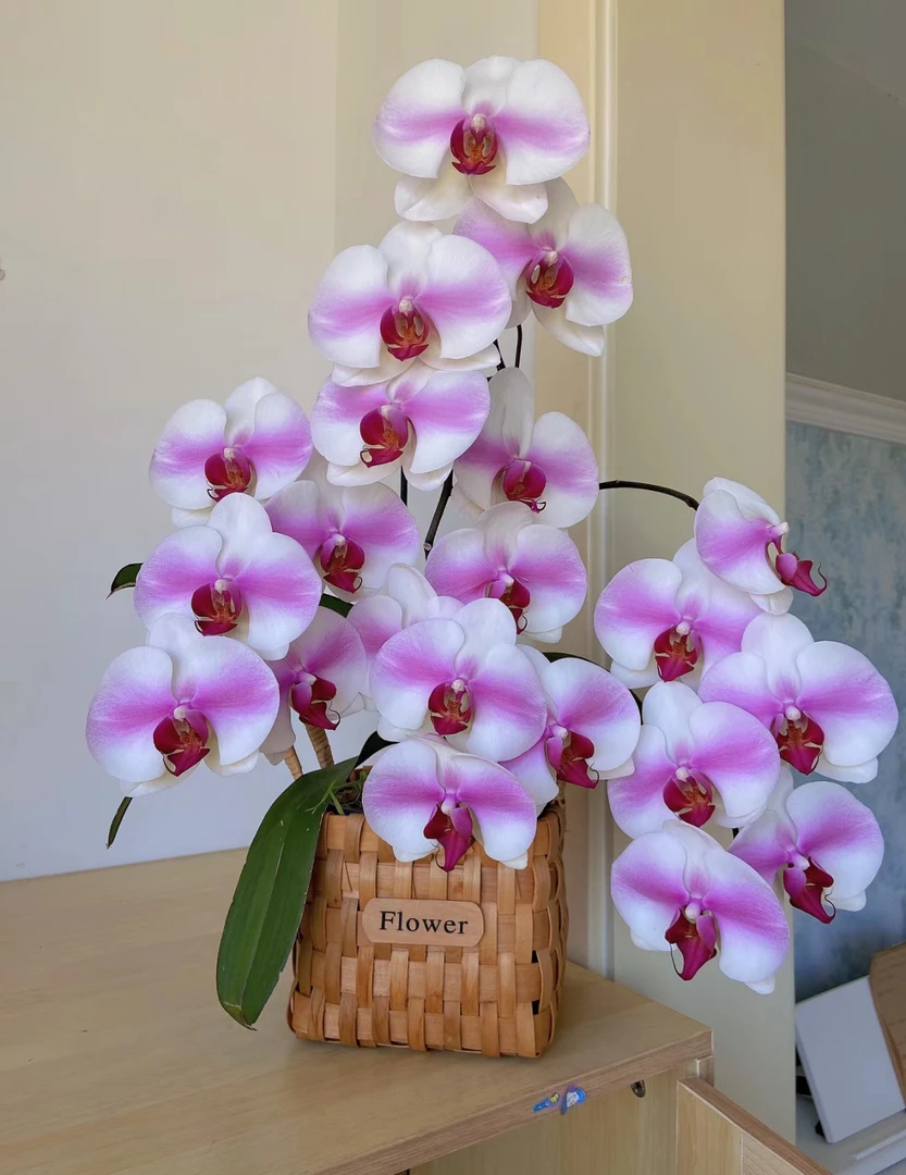 【婚纱】开花株 蝴蝶兰 3.5寸杯 单花剑发货