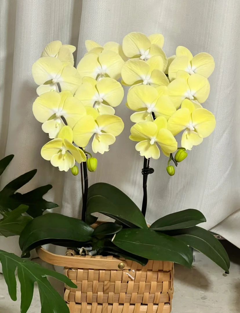 【星月】出花剑苗 蝴蝶兰 3.5寸杯