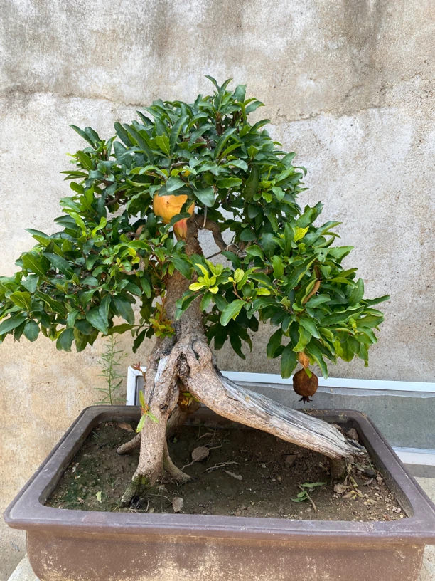 大红袍造型盆景直播一物一拍