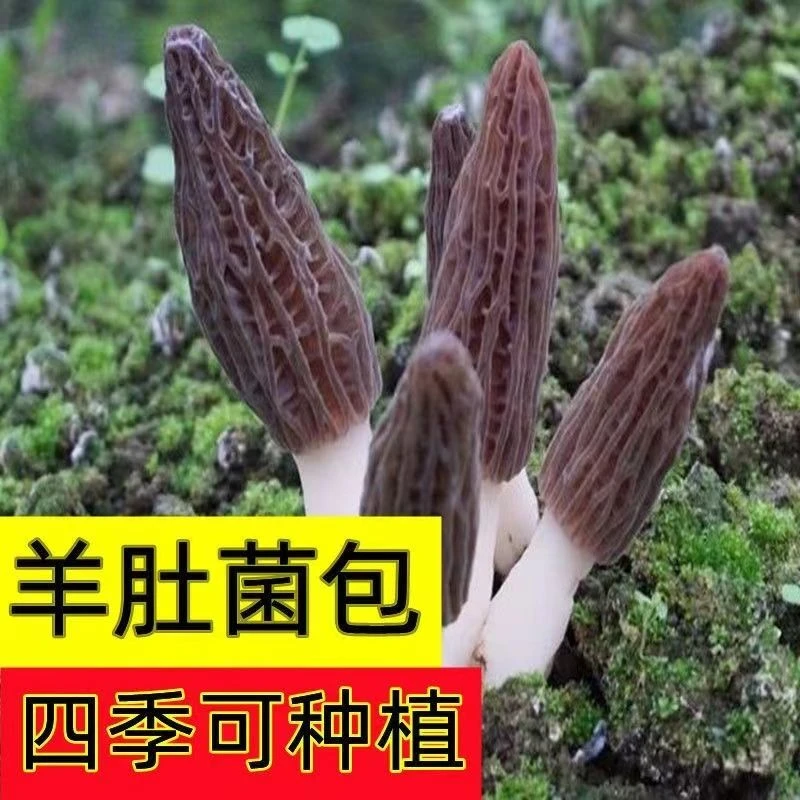 【不出包赔】羊肚菌菌包不出包赔高产母种蘑菇菌种速产食用菌菌