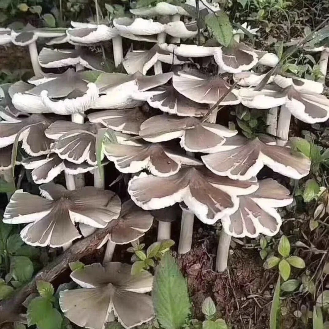 【不出包赔】贵州野生鸡枞菌种蒜头菇三塔菌鸡枞斗鸡菇家庭花盆