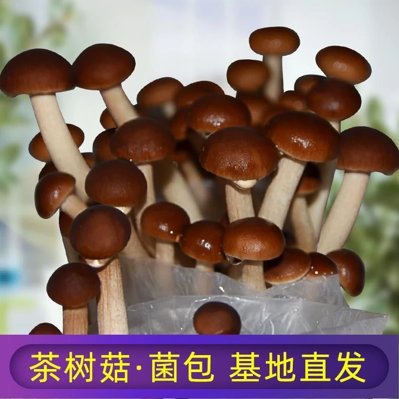 【不出包赔】茶树菇菌包蘑菇种植包菌种盆栽家种菌菇香菇四季家