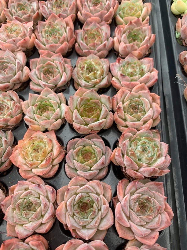 【新人福利】小精控多肉2-3厘米一整箱，保底20棵