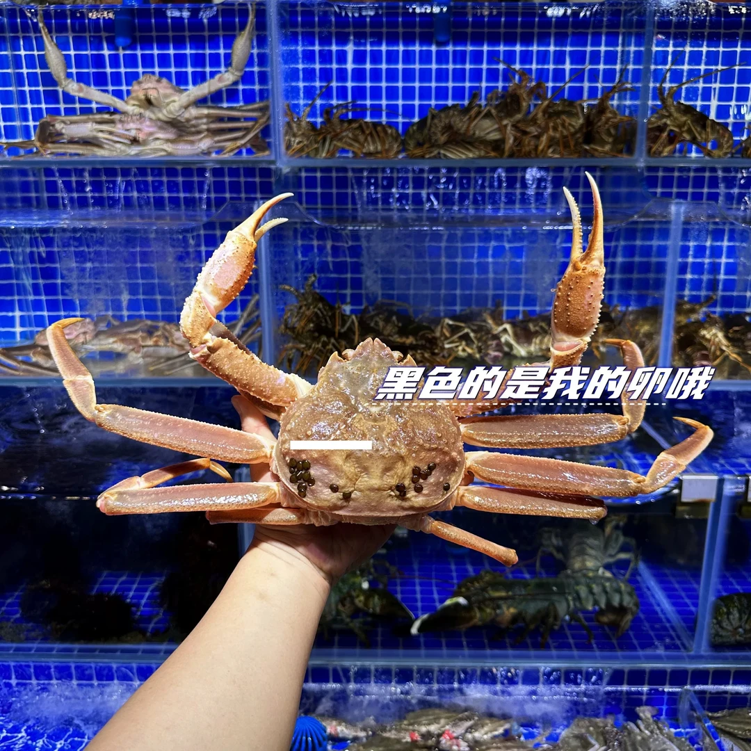 鲜活板蟹鳕蟹松叶蟹活鲜活发，辽宁省内包邮【大连市内5区跑腿2小时到家】精品海鲜