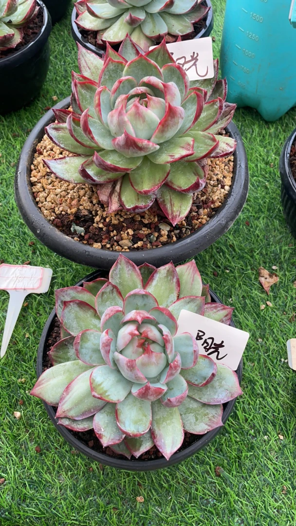 惊鸿仙子 一物一拍