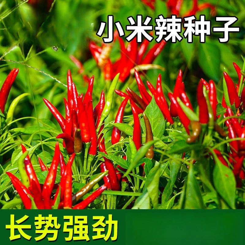 小米辣种籽朝天椒蔬菜种子辣椒庭院菜园阳台种植朝天辣椒种子