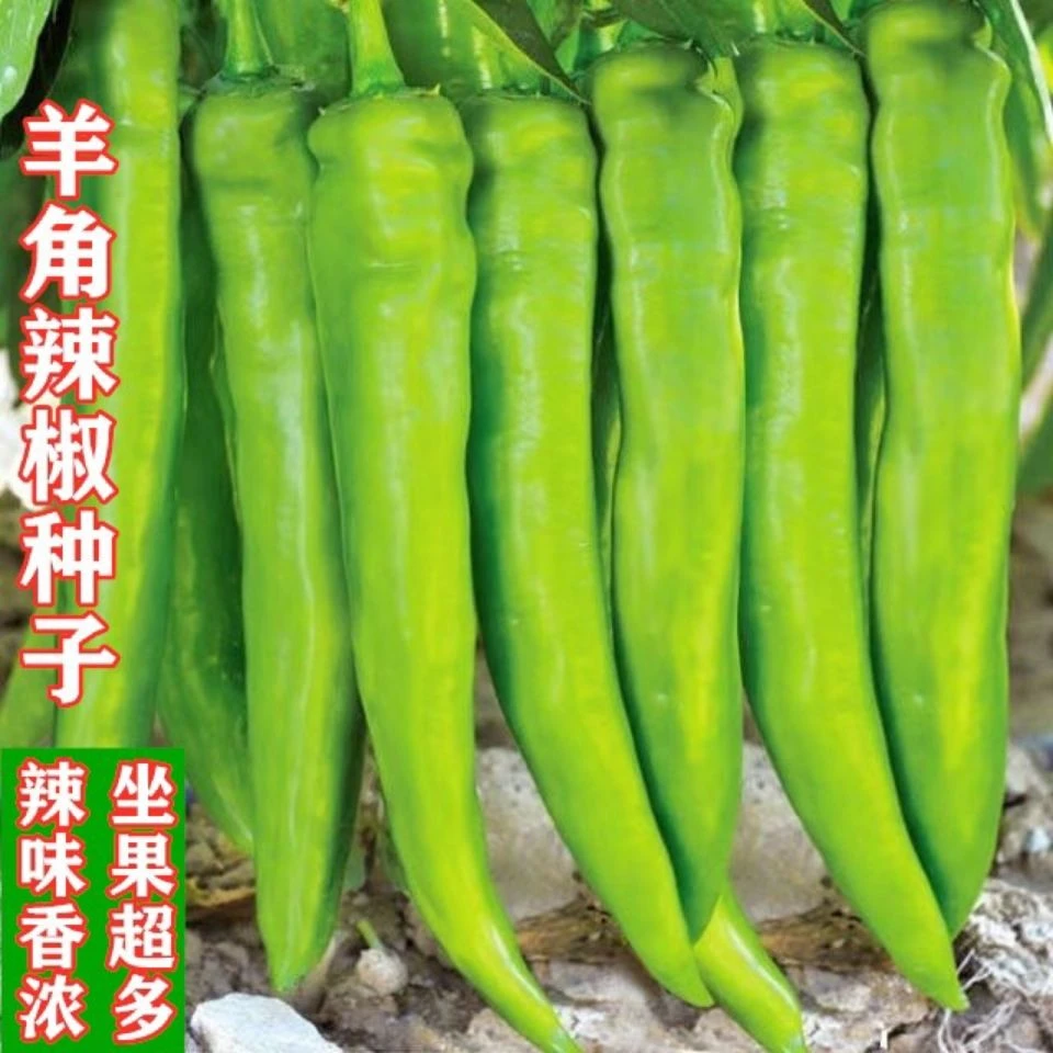 大羊角辣椒种子辣味香浓牛角椒青椒籽农家四季蔬菜种孑