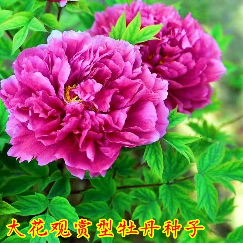 牡丹花种子洛阳芍药花富贵花种籽盆栽室内庭院多年生四季绿植花籽