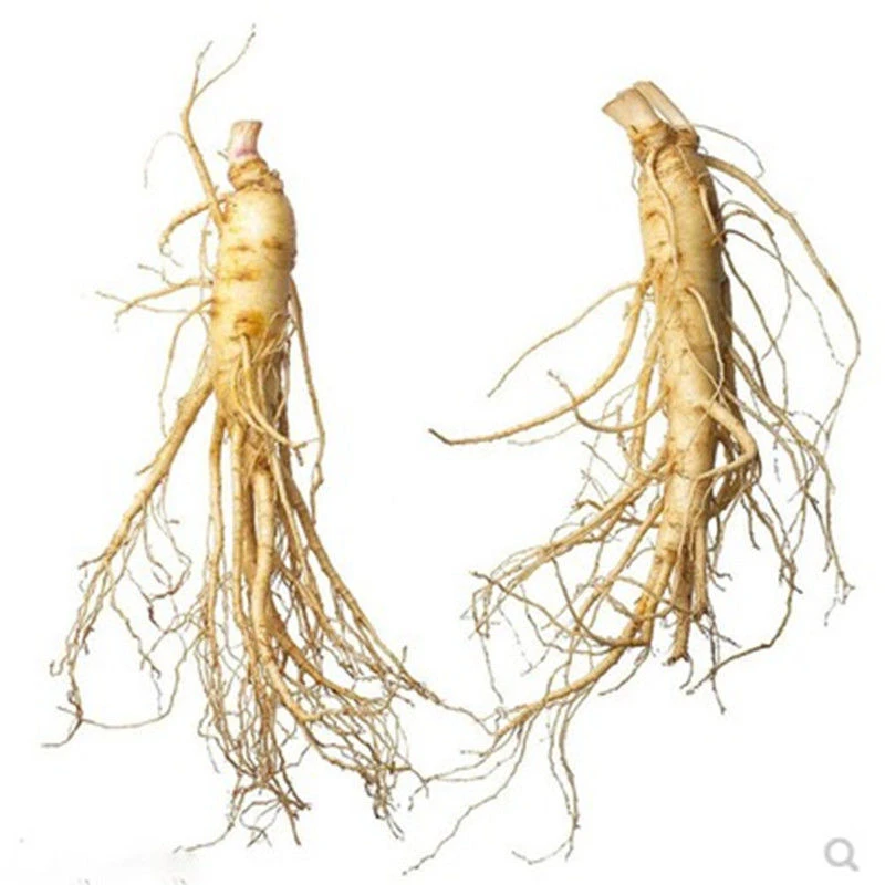 东北人参种子春秋长白山花旗参白参种四季阳台花卉植物盆栽