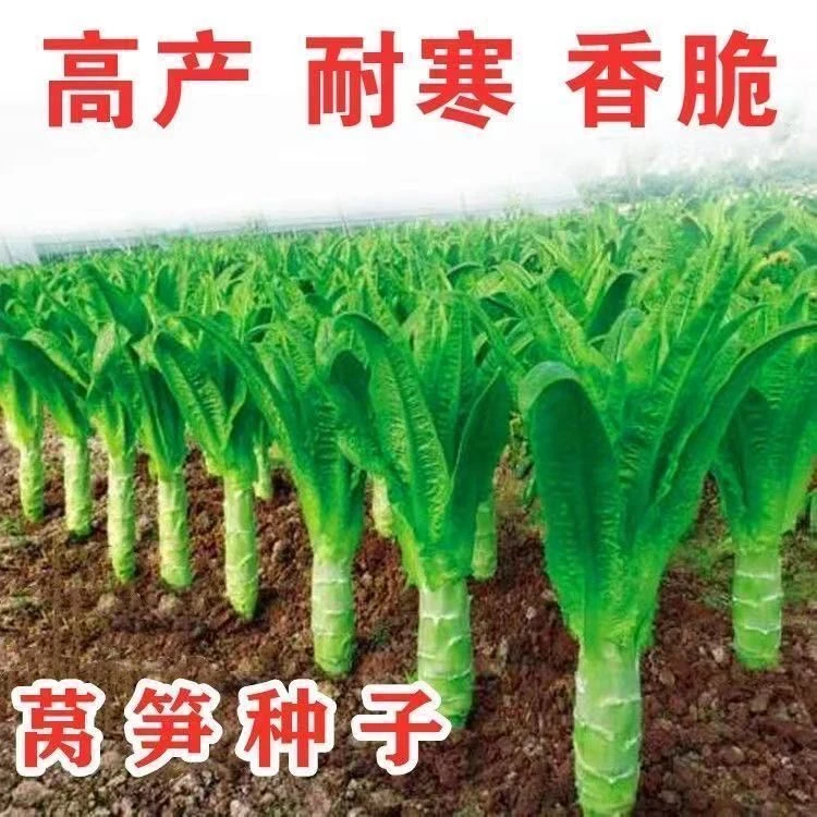 莴笋莴苣种籽耐热抗寒尖叶香莴笋四季播红皮大脆嫩蔬菜