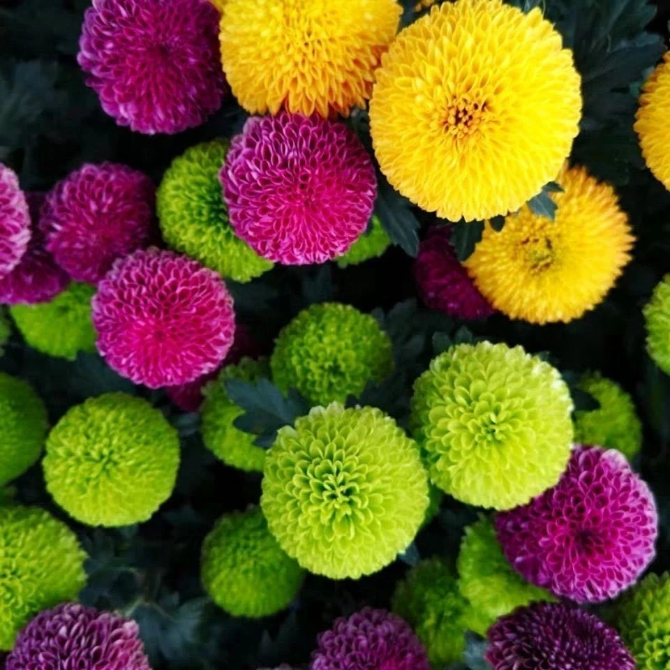 易种乒乓菊花种籽四季开花室内易活花卉阳台盆栽植物菊花种子