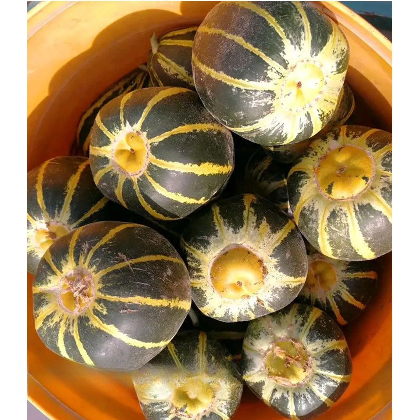甜掉牙甜瓜种子一年四季种植香瓜种子酥脆小瓜籽庭院水果种子