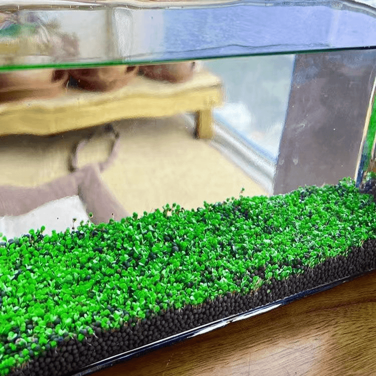 水草种子水草泥生态家用创意鱼缸玻璃瓶水培植物四季造景鱼缸小型