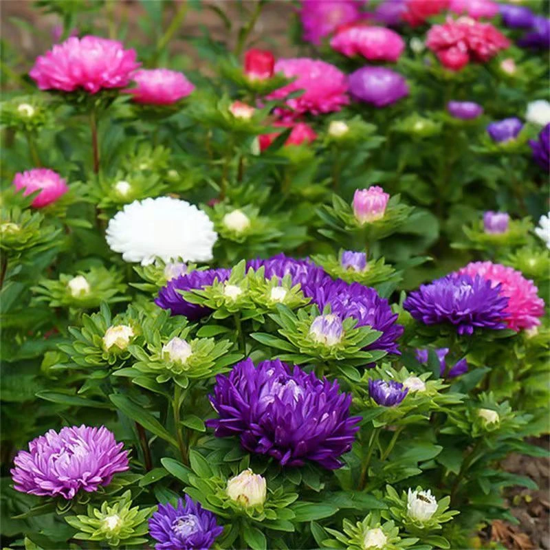 四季种植矮杆混色翠菊重瓣菊花种子阳台庭院盆栽易活花草花卉种子