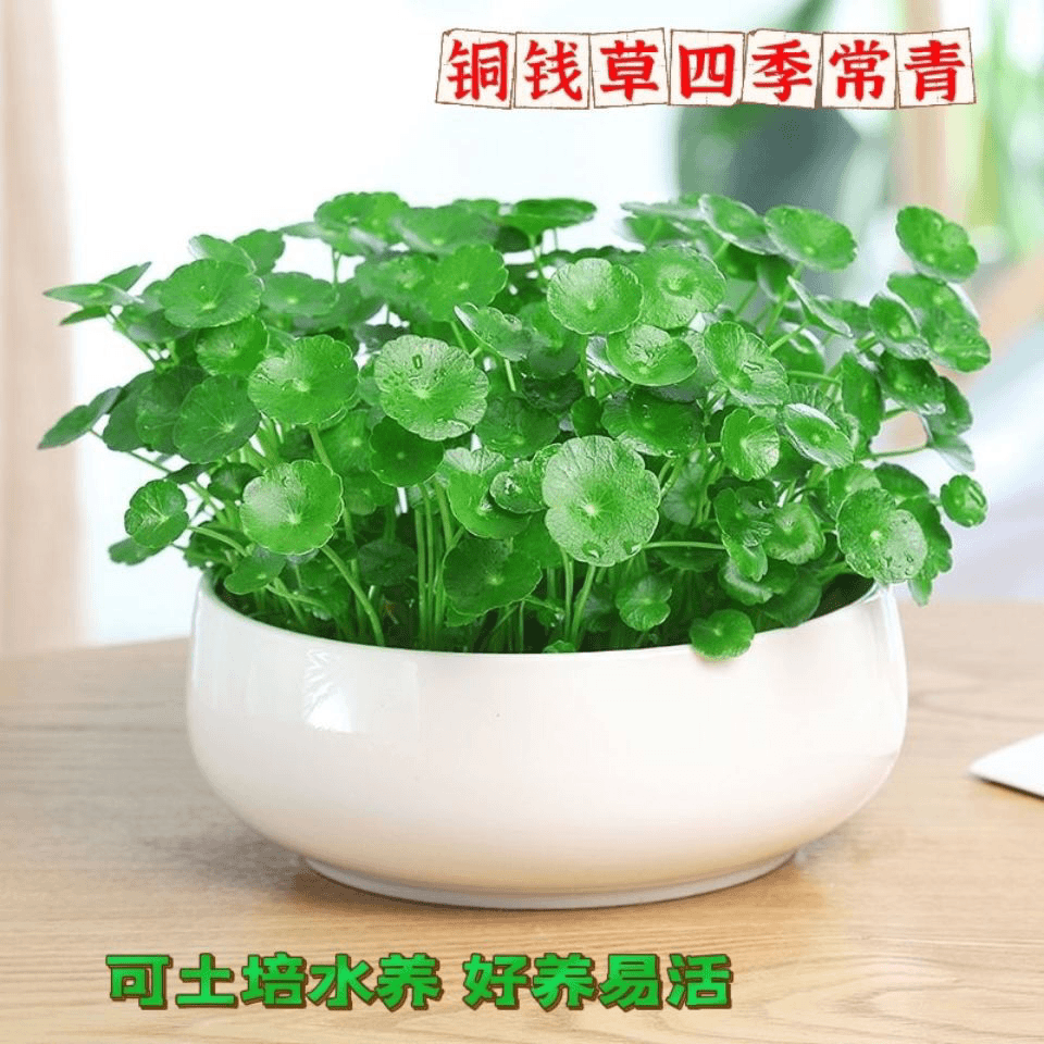 铜钱草种子水培植物室内办公室桌面盆栽花卉四季常青绿植净化空气