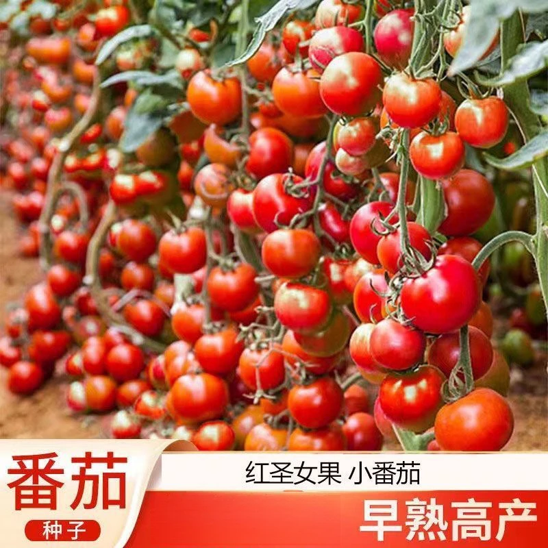 小番茄种子四季樱桃番茄种子圣女果种子庭院阳台盆栽水果种籽