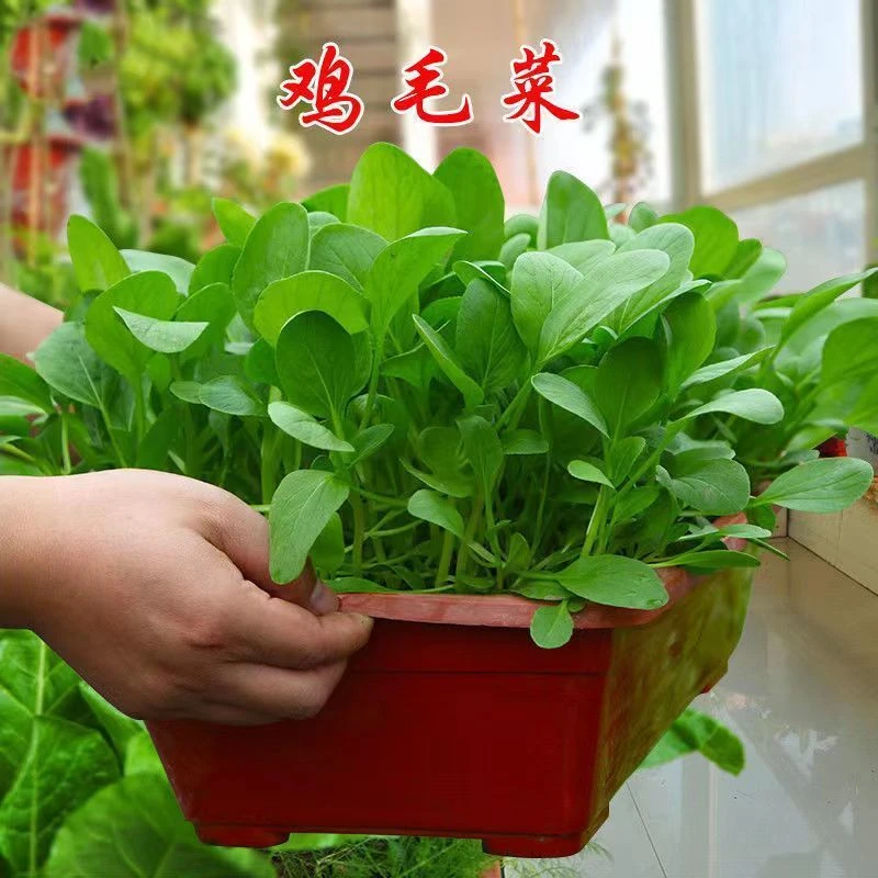 鸡毛菜种子四季播种抗热耐寒蔬菜种子小白菜籽小青菜籽