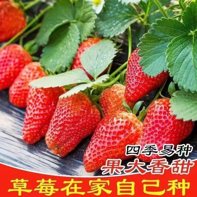 【今年新种】草莓种子四季种植奶油草莓籽四季草莓草莓种子