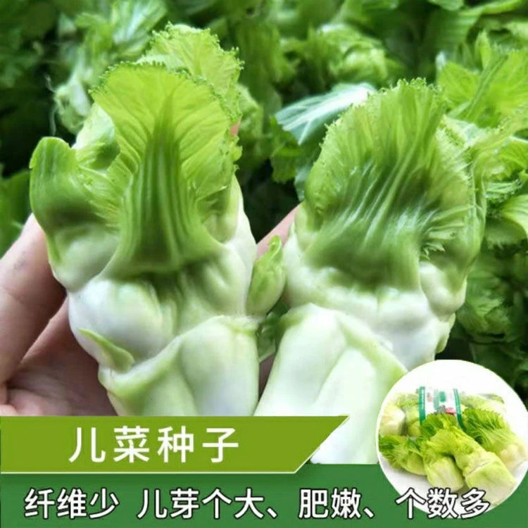 儿菜菜种子种籽芥菜抱子芥菜籽早熟秋季蔬菜孑菜种