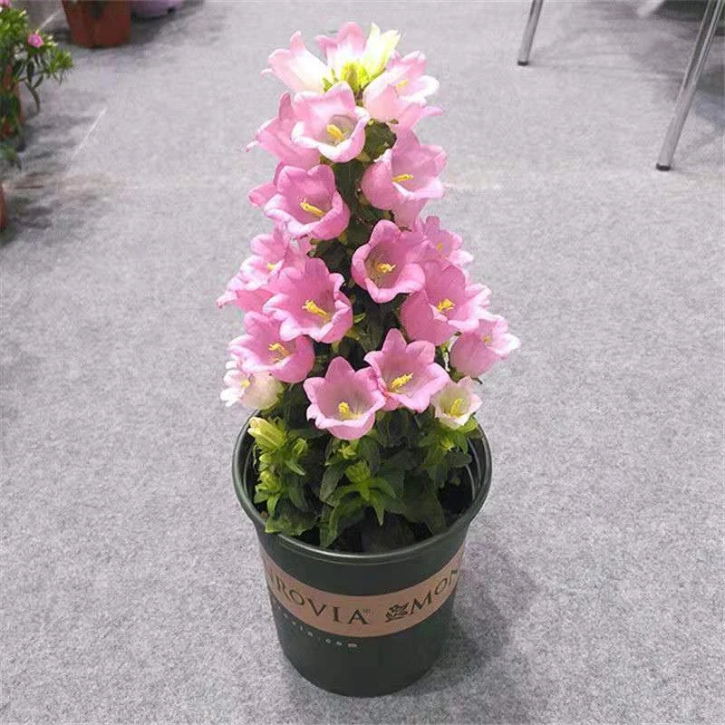 丛生风铃草种子风铃花籽阳台庭院观赏植物花卉种盆栽花卉种籽