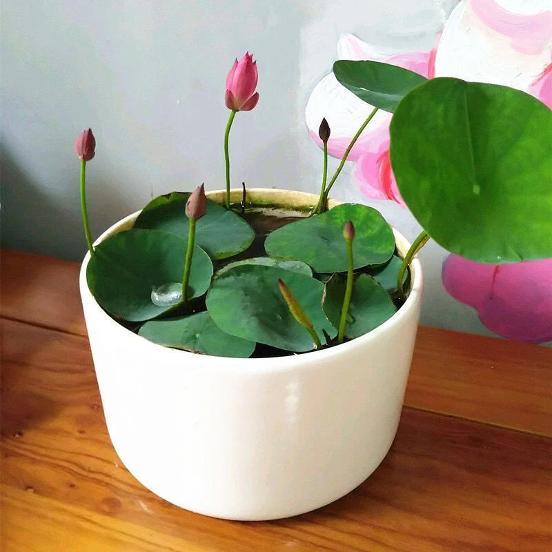 碗莲种子已开口四季播种水培植物睡莲荷花种子室内分在绿植花卉