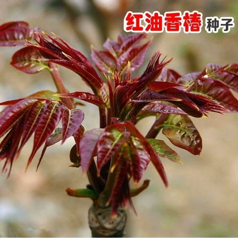 红油香椿种子口感好香味浓四季速生香椿树苗籽种活蔬莱庭院