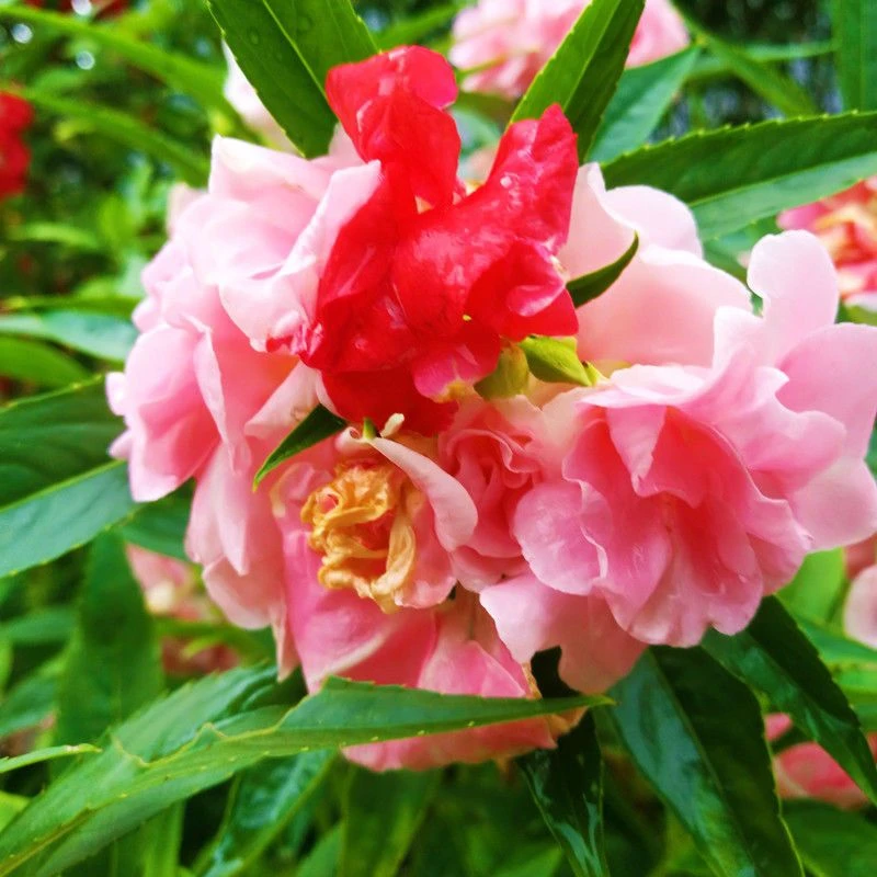 重瓣凤仙花种子指甲花四季活茶花凤仙盆栽室内花草花卉种子