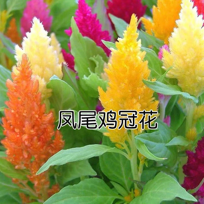 鸡冠花头状凤尾混色春播花卉种子阳台盆栽园种植物花种籽