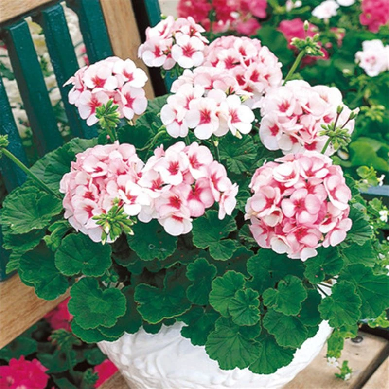 天竺葵种子春播四季种室内花卉种子阳台盆栽秋播多年生花籽