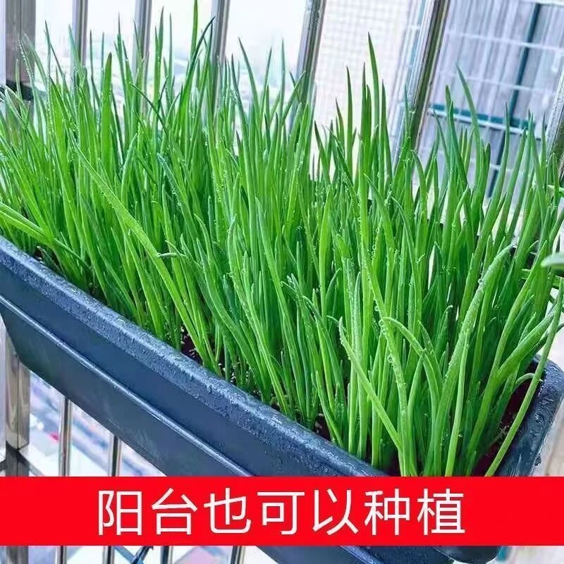 四季小香葱籽小香葱种子阳台室内盆栽葱种子家庭菜种耐寒青菜