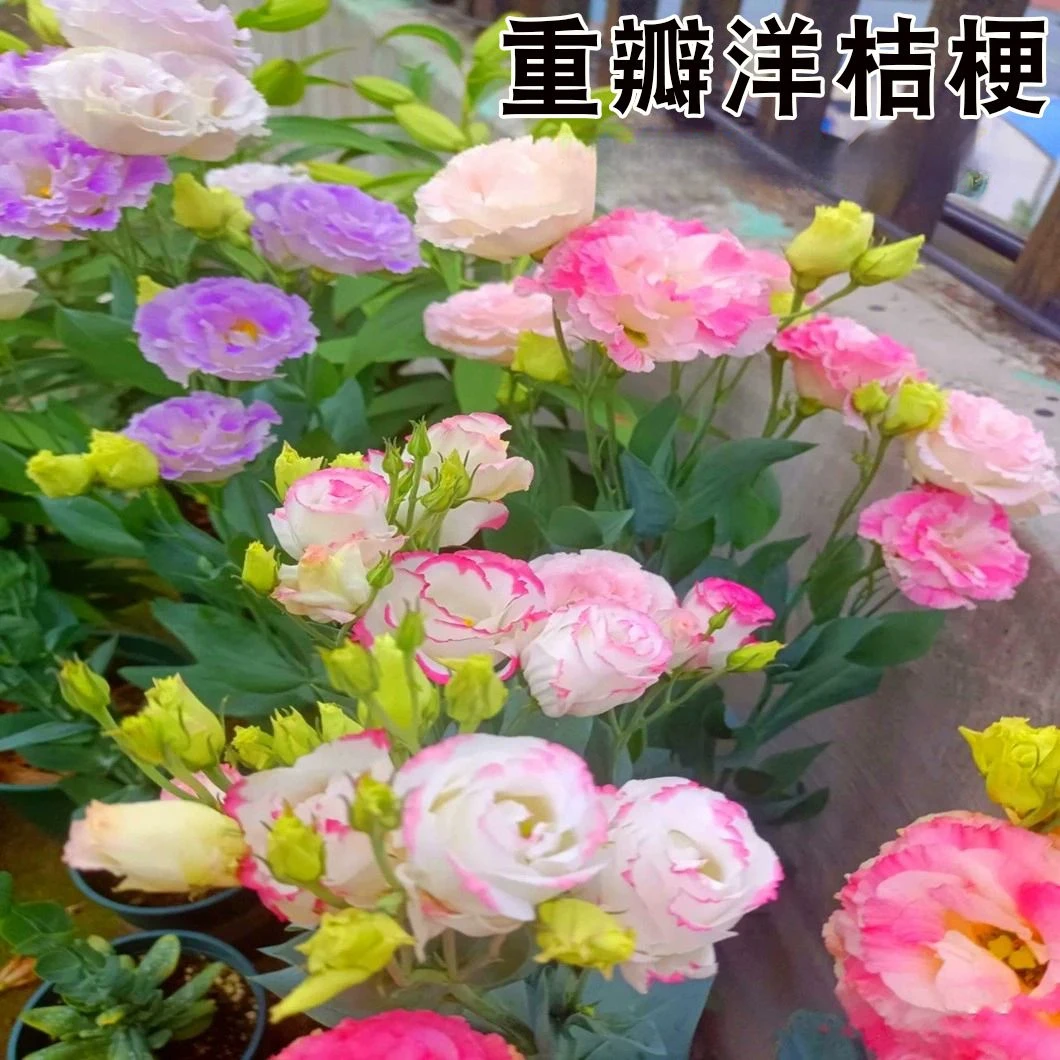 重瓣洋桔梗花种子四季播种开花易活花卉种孑庭院室外花种籽子