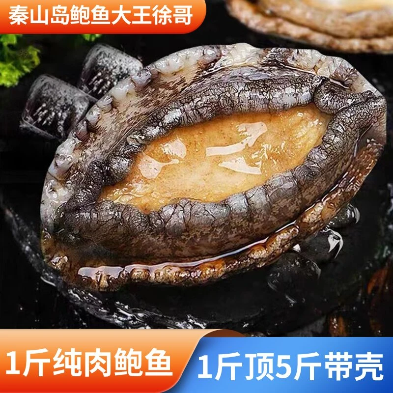 鲜冻秦山岛野生鲍鱼肉4头鲍12粒520克-540克一包连云港直发