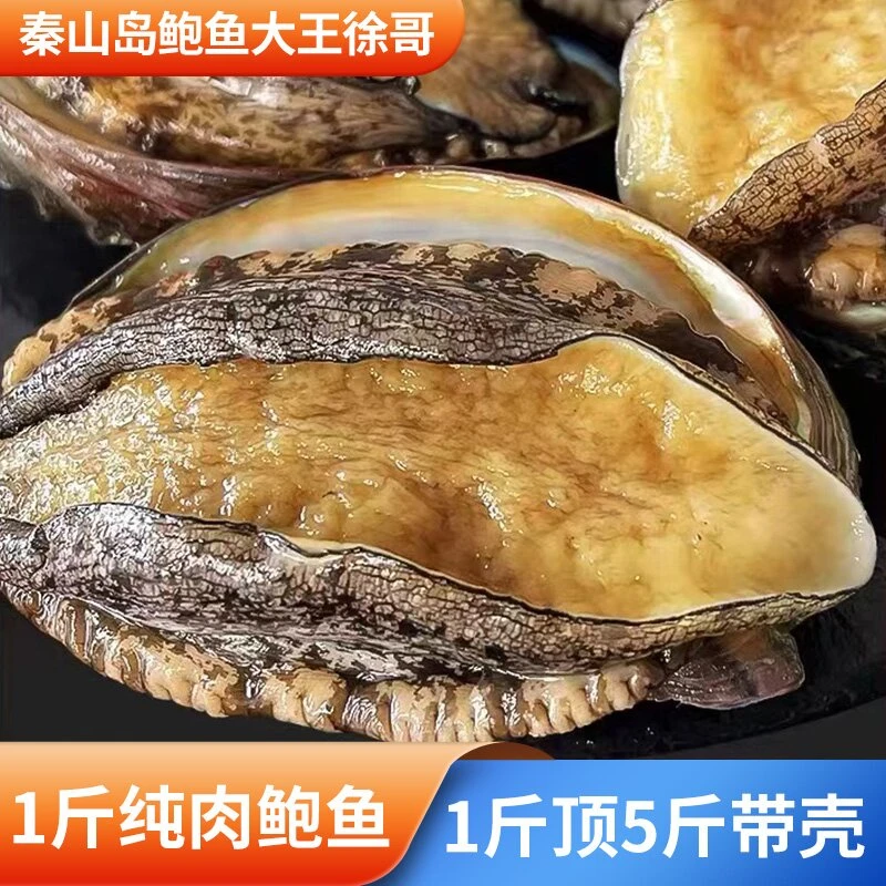鲜冻秦山岛自然生长鲍鱼肉2头鲍8粒520克-540克连云港直发
